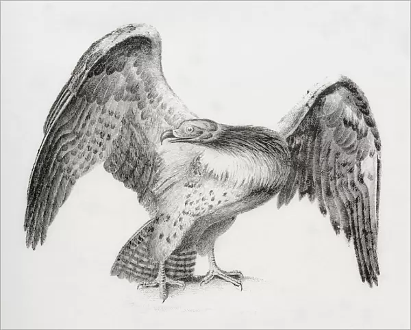 The martial eagle (Polemaetus bellicosus). From The National Encyclopaedia: A Dictionary of Universal Knowledge, published c. 1890