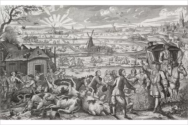 An outbreak of rinderpest in Holland in 1745: farmers and a landlord in discussion in front of a pile of dead cattle. Rinderpest, an infectious viral disease which spread amongst livestock herds with high mortality rates has only in the 21st century been eradicated. After a contemporary work by Dutch engraver Jan Smit; Illustration