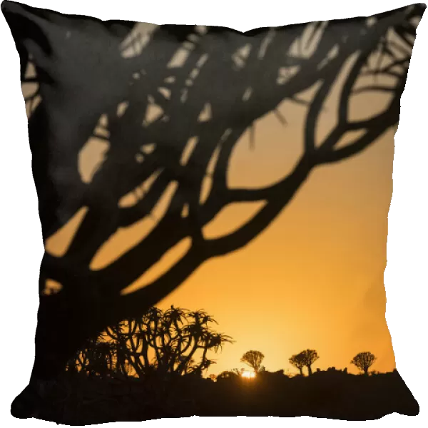 Dawn in the Quiver tree forest with silhouette of Quiver trees (Aloidendron dichotomum) and golden sunrise, near Keetmanshoop; ?Karas Region, Namibia