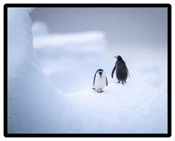Gentoo penguin (Pygoscelis papua) stand on ice floe; Antarctica