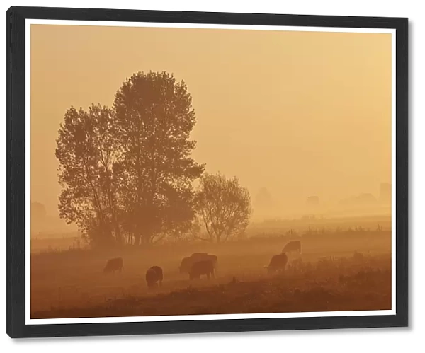 Misty countryside glowing orange at sunrise with sheep (Ovis aries) grazing in a pasture, in Kings Sedgemoor, part of the Somerset Levels, near Langport, Somerset, Great Britain; Somerset, England