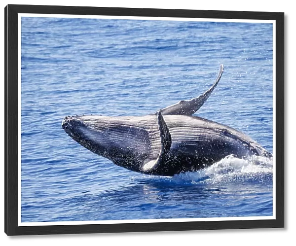 This breaching Humpback whale calf (Megaptera novaeangliae) was born in the 2022 season off Maui, Hawaii; Hawaii, United States of America