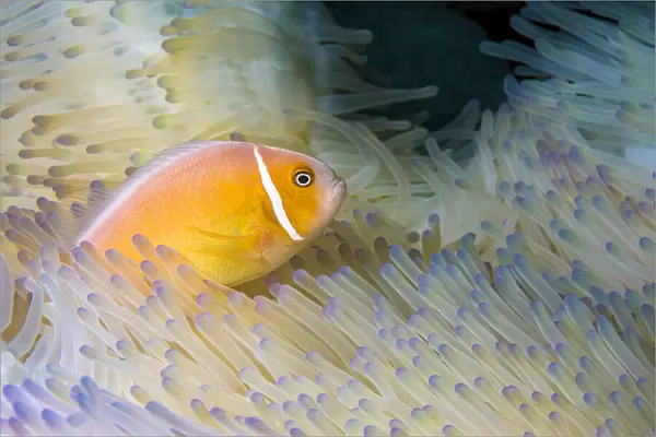This common anemonefish (Amphiprion perideraion) is most often found associated with the anemone (Heteractis magnifica) as pictured here; Yap, Federated States of Micronesia