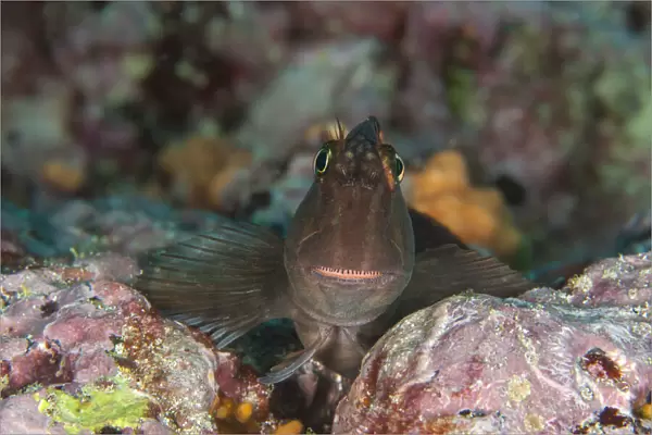 Large-banded Blenny (Ophiblennius steindachneri) can be found close to cracks and holes in the reef around the Galapagos Islands; Galapagos Archipelago, Ecuador