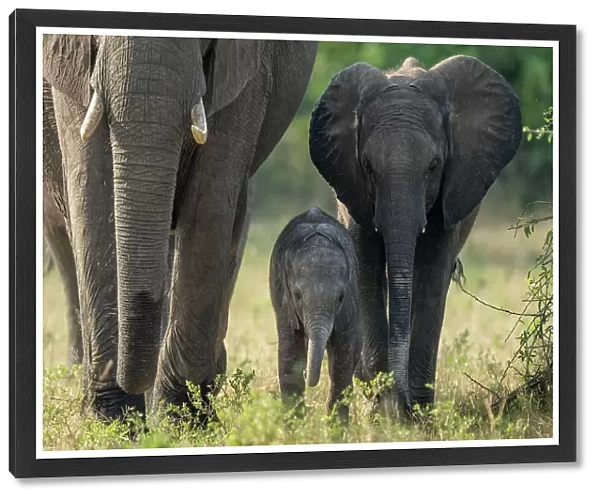 Three African bush elephants walk towards camera