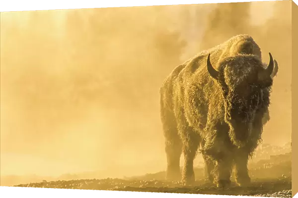 NA. Bison bison, North America, United States