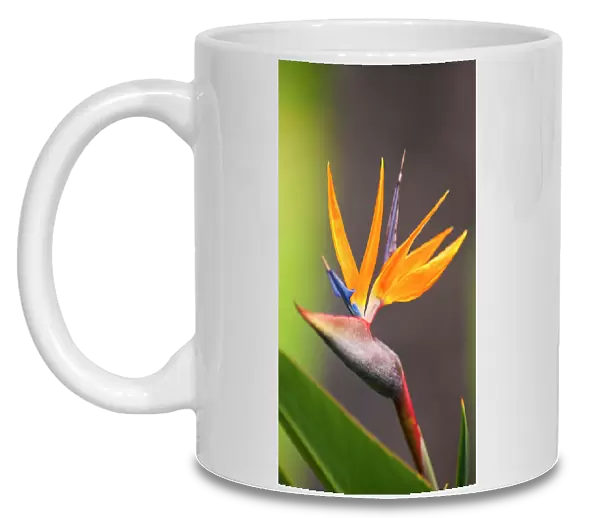 Tropical Flower Orange Blossom Bird Of Paradise