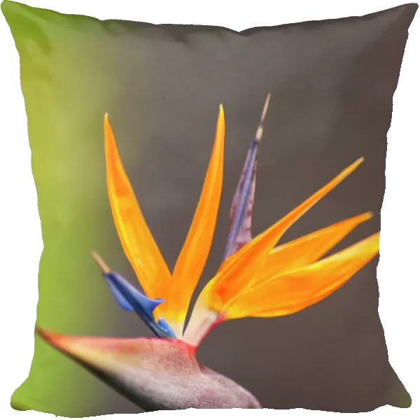 Tropical Flower Orange Blossom Bird Of Paradise