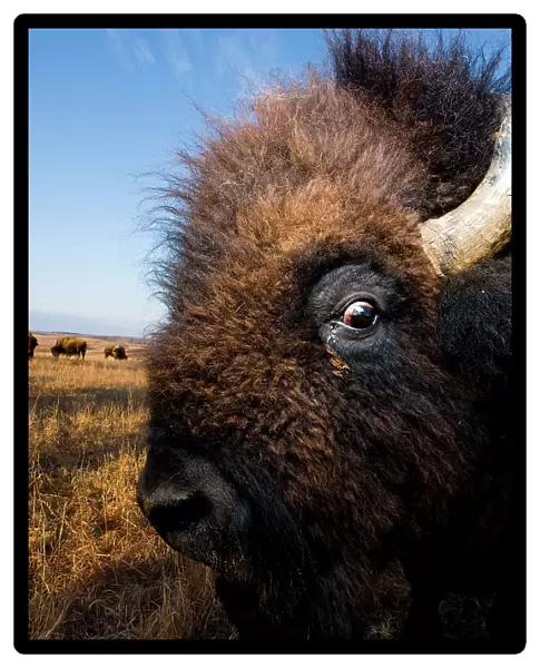 Wild American bison roam on a game preserve in Kansas, USA