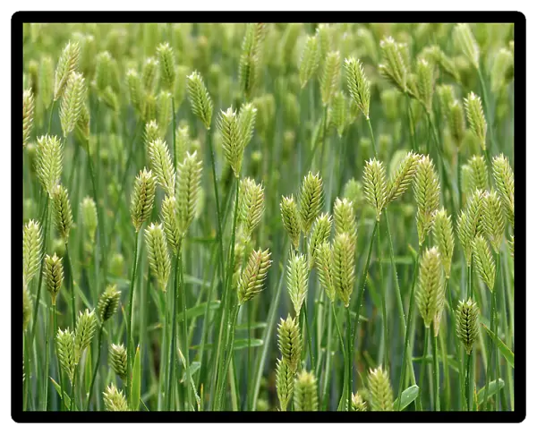 NA. Close view of a wheat field with maturing grain