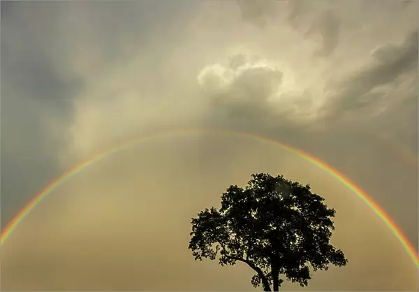 A double rainbow arcs above an oak tree on Mason's Island in the Mystic River