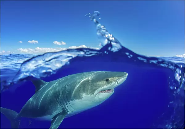 GREAT WHITE SHARK, Carcharodon carcharias, MEXICO