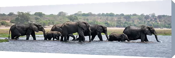Panorama of African bush elephants crossing river