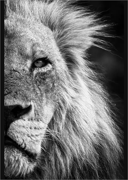 Mono close-up of half male lion face