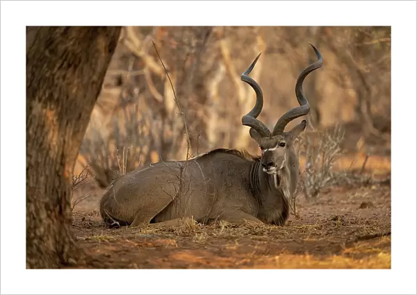 Male greater kudu lies down under tree