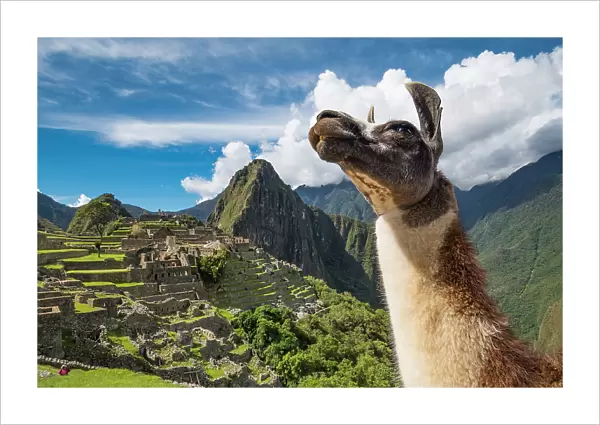 An llama near Machu Picchu