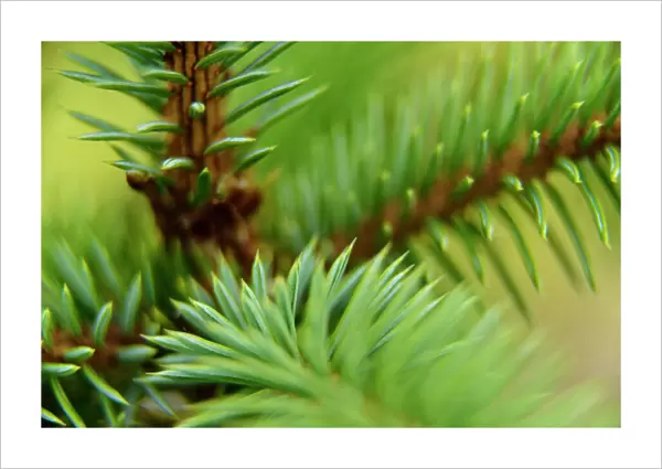 A close up detail of a young sitka spruce tree, the needles and branches