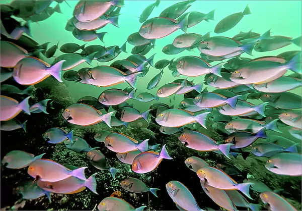 Surgeonfish aggregate on the north coast of Komodo Island