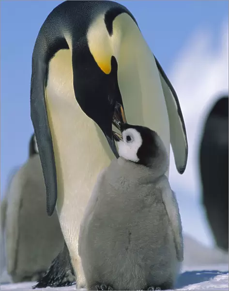 Emperor Penguin (Aptenodytes forsteri) parent feeding chick, Antarctica