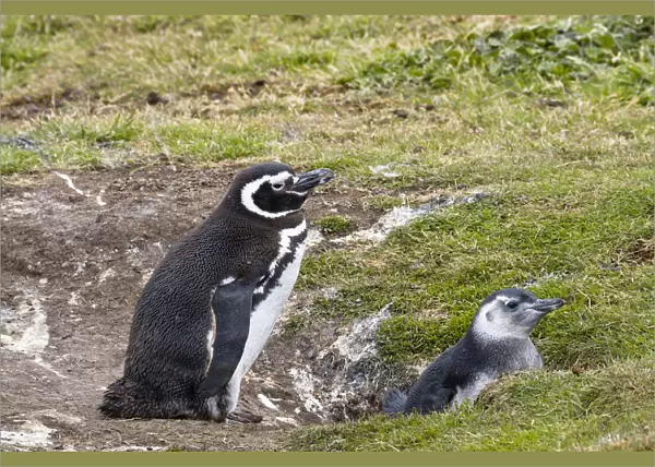 Magellanic Penguin (Spheniscus magellanicus) parent with chick at nest, Falkland Islands