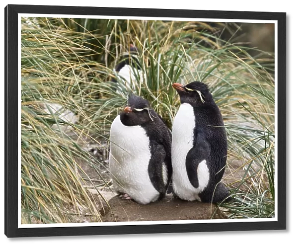 Rockhopper Penguin (Eudyptes chrysocome) pair sleeping, Falkland Islands