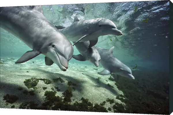 Bottlenose Dolphin (Tursiops truncatus) pod, Hawaii