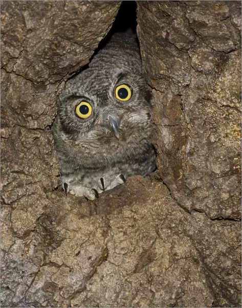 Western Screech Owl (Megascops kennicottii) juvenile at nest, Green Valley, Arizona