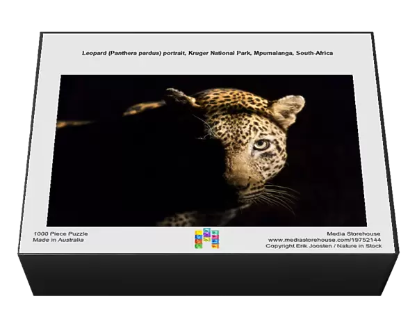 Leopard (Panthera pardus) portrait, Kruger National Park, Mpumalanga, South-Africa