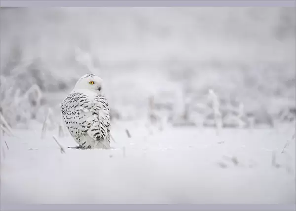 Snowy Owl (Bubo scandiacus) perched in the snow looking over his shoulder, the Netherlands