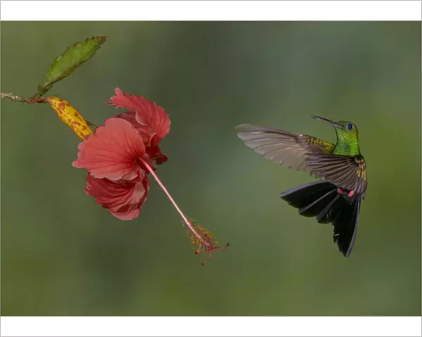 Bronze-tailed Plumeleteer (Chalybura urochrysia) male flying and feeding on flower nectar