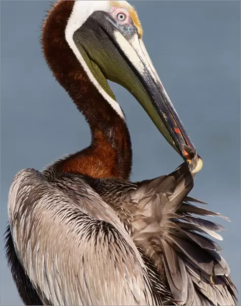 Brown Pelican (Pelecanus occidentalis) preening, Florida, USA