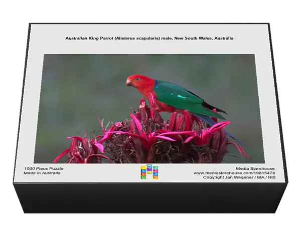 Australian King Parrot (Alisterus scapularis) male, New South Wales, Australia