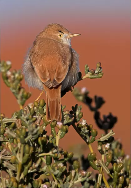 African Desert Warbler (Sylvia deserti), Erfoud-Merzouga, Morocco