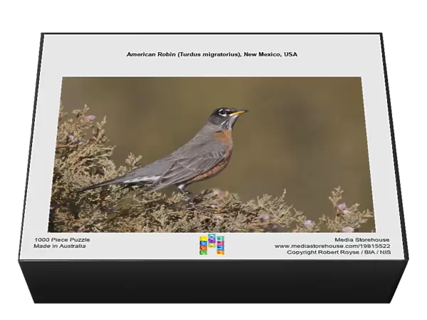 American Robin (Turdus migratorius), New Mexico, USA