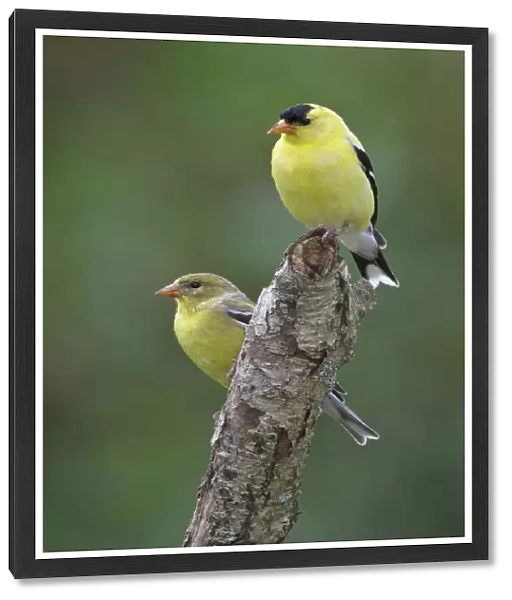 American Goldfinch (Spinus tristis), Ontario, Canada
