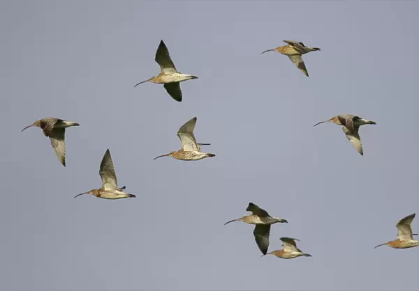 Eurasian Curlew (Numenius arquata) flock flying, The Netherlands