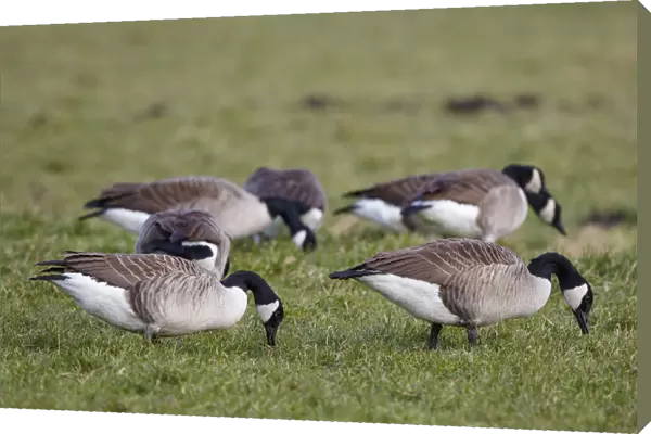 Canada Goose (Branta canadensis) flock foraging, The Netherlands
