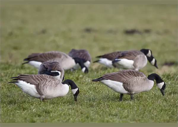 Canada Goose (Branta canadensis) flock foraging, The Netherlands