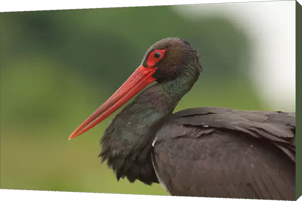 Black Stork (Ciconia nigra), Hungary
