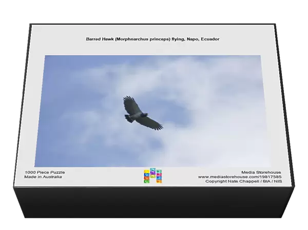 Barred Hawk (Morphnarchus princeps) flying, Napo, Ecuador