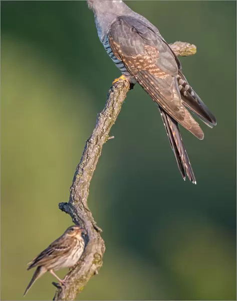 Common Cuckoo (Cuculus canorus) and Tree Pipit (Anthus trivialis), Saxony-Anhalt, Germany