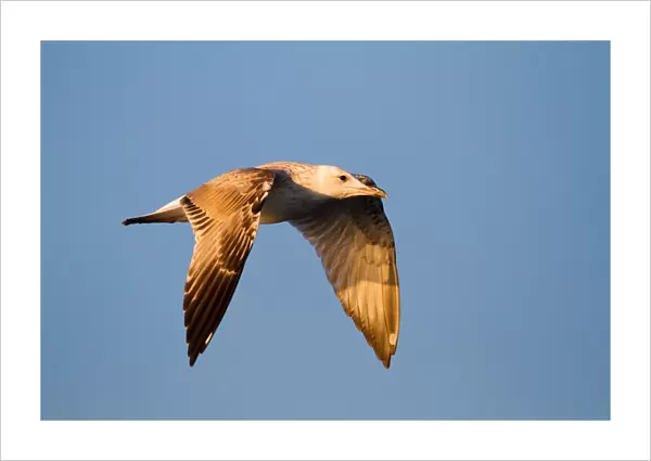 Caspian Gull (Larus cachinnans) flying, Baden-Wuerttemberg, Germany
