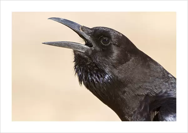 Cape Crow (Corvus capensis), Northern Cape, Kgalagadi Transfrontier Park, South Africa