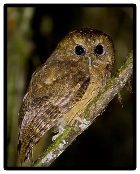 Cinnamon Screech Owl (Megascops petersoni), Abra Patricia Protected Area, Peru