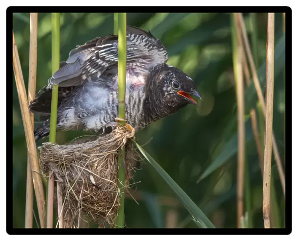 Common Cuckoo (Cuculus canorus) juvenile in nest of Eurasian Reed Warbler, Saxony-Anhalt