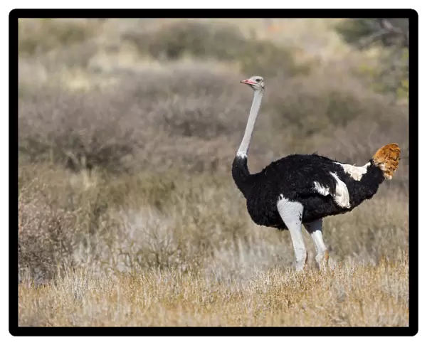 Common Ostrich (Struthio camelus) male, Northern Cape, South Africa