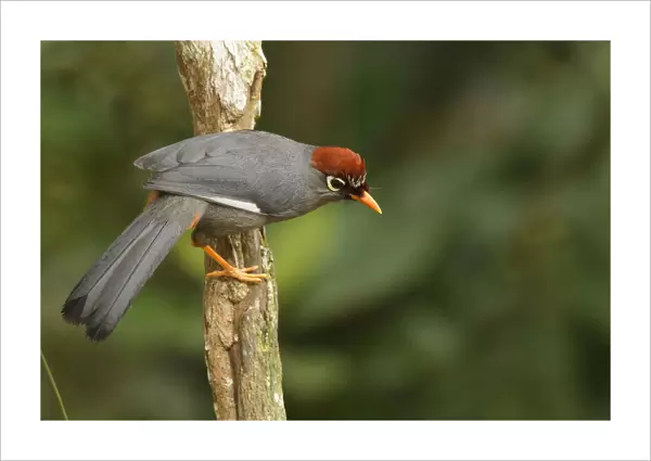 Chestnut-capped Laughingthrush (Garrulax mitratus), Frasers Hill, Malaysia