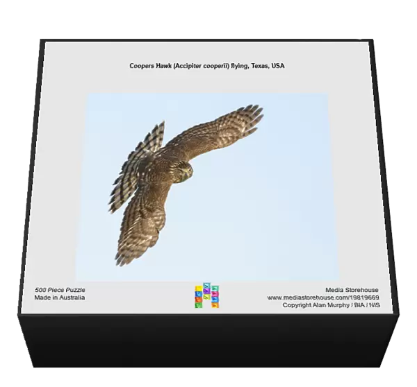 Coopers Hawk (Accipiter cooperii) flying, Texas, USA