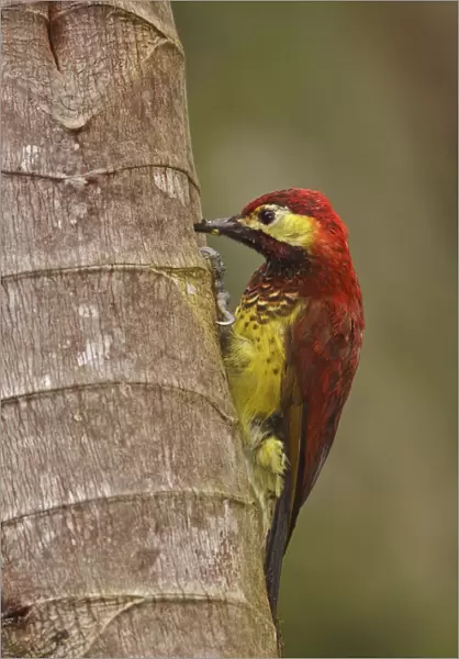 Crimson-mantled Woodpecker (Colaptes rivolii), Ecuador