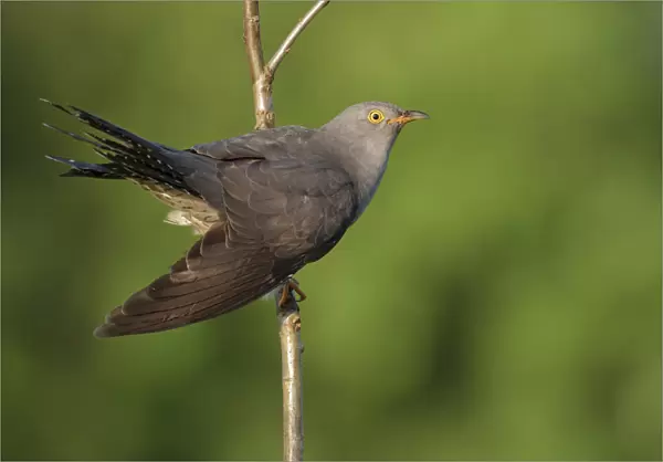 Common Cuckoo (Cuculus canorus) male, Saxony, Germany